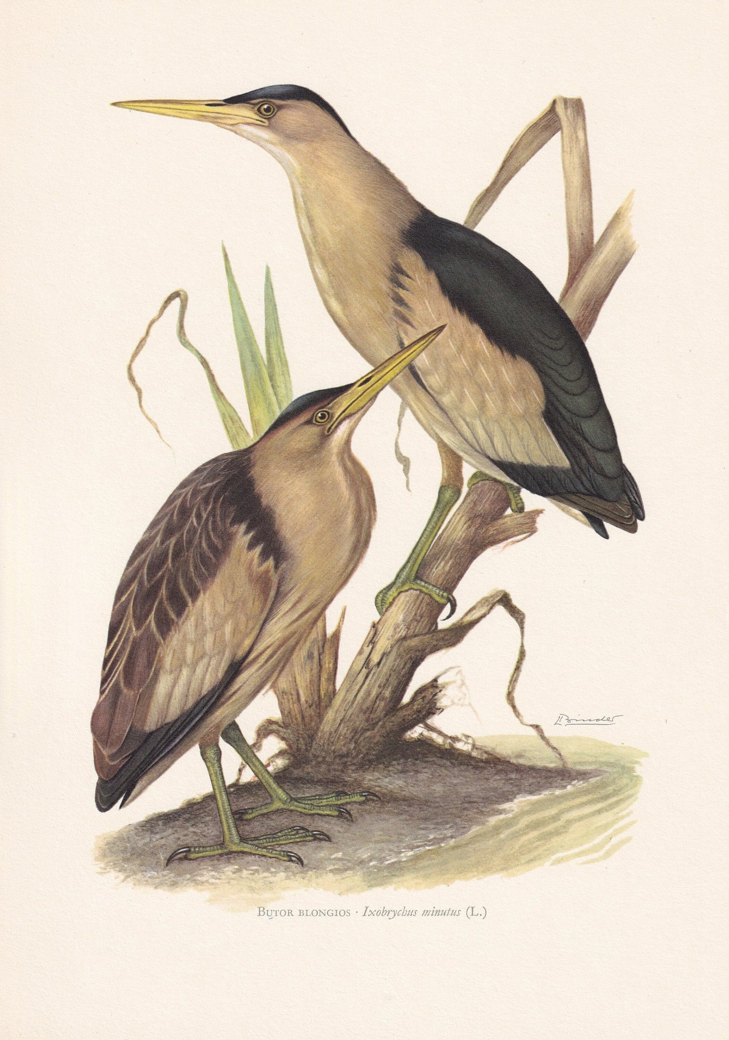 1960 LITTLE BITTERN Bird Print - Vintage Bird Print - Bird Illustration - Bird Wall Art - Bird Decor - 7.5 x 10.6 Inches
