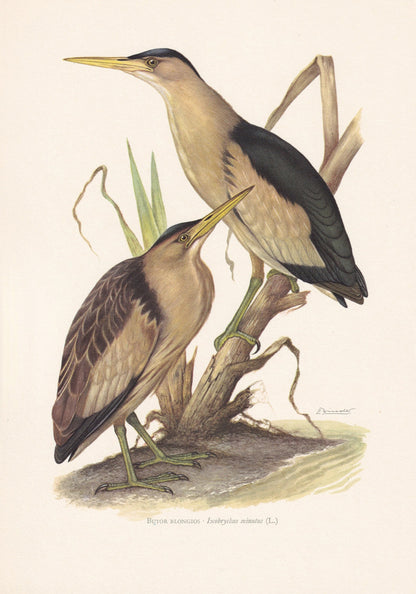 1960 LITTLE BITTERN Bird Print - Vintage Bird Print - Bird Illustration - Bird Wall Art - Bird Decor - 7.5 x 10.6 Inches
