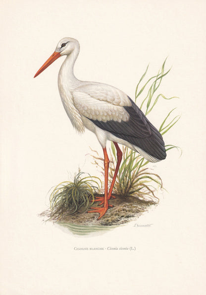 1960 WHITE STORK Bird Print - Vintage Bird Print - Bird Illustration - Bird Wall Art - Bird Decor - 7.5 x 10.6 Inches