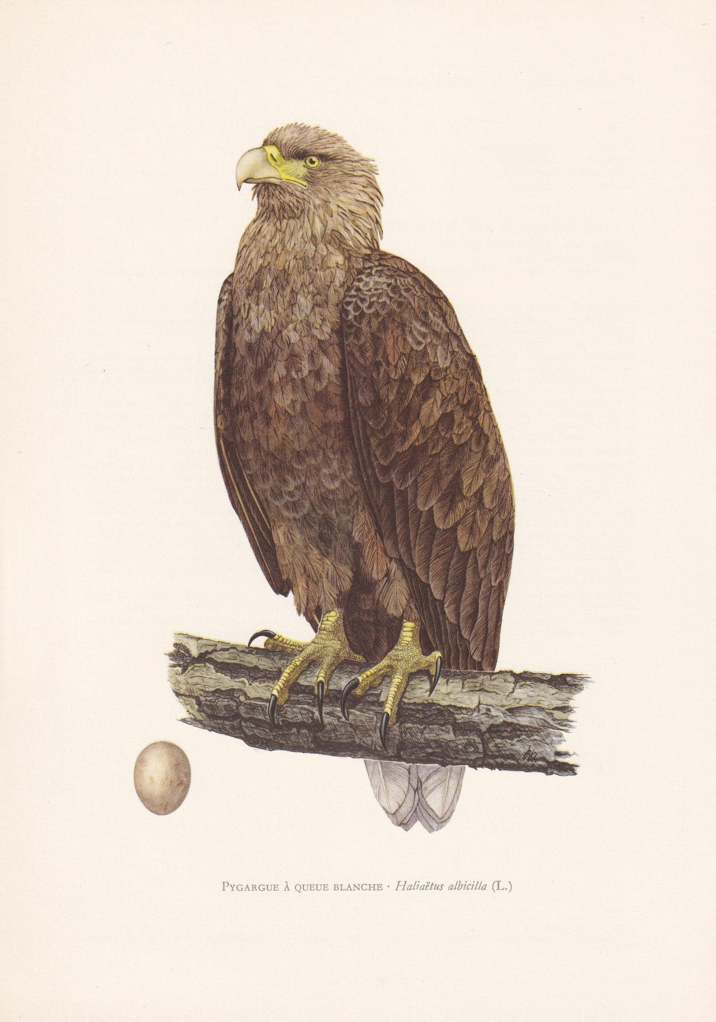 1960 WHITE-TAILED EAGLE Bird Print - Vintage Bird Print - Bird Illustration - Bird Wall Art - Bird Decor - 7.5 x 10.6 Inches