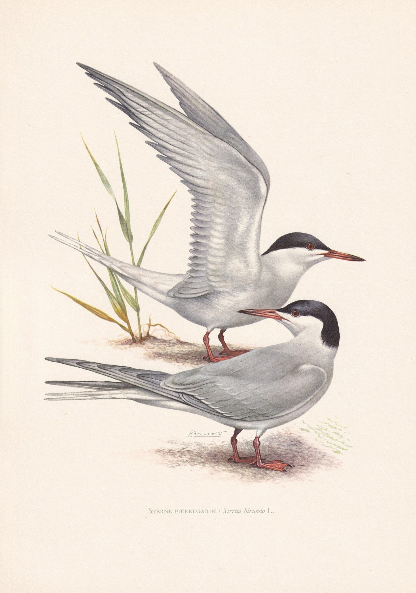 1960 COMMON TERN Bird Print - Vintage Bird Print - Bird Illustration - Bird Wall Art - Bird Decor - 7.5 x 10.6 Inches