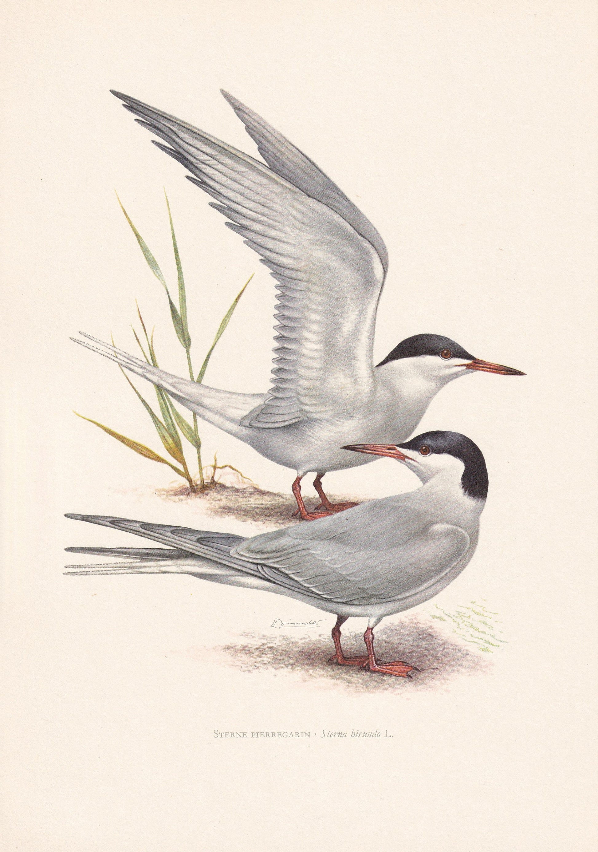 1960 COMMON TERN Bird Print - Vintage Bird Print - Bird Illustration - Bird Wall Art - Bird Decor - 7.5 x 10.6 Inches