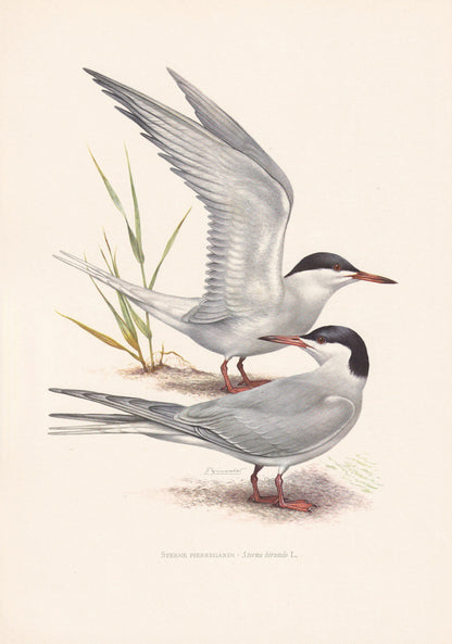 1960 COMMON TERN Bird Print - Vintage Bird Print - Bird Illustration - Bird Wall Art - Bird Decor - 7.5 x 10.6 Inches