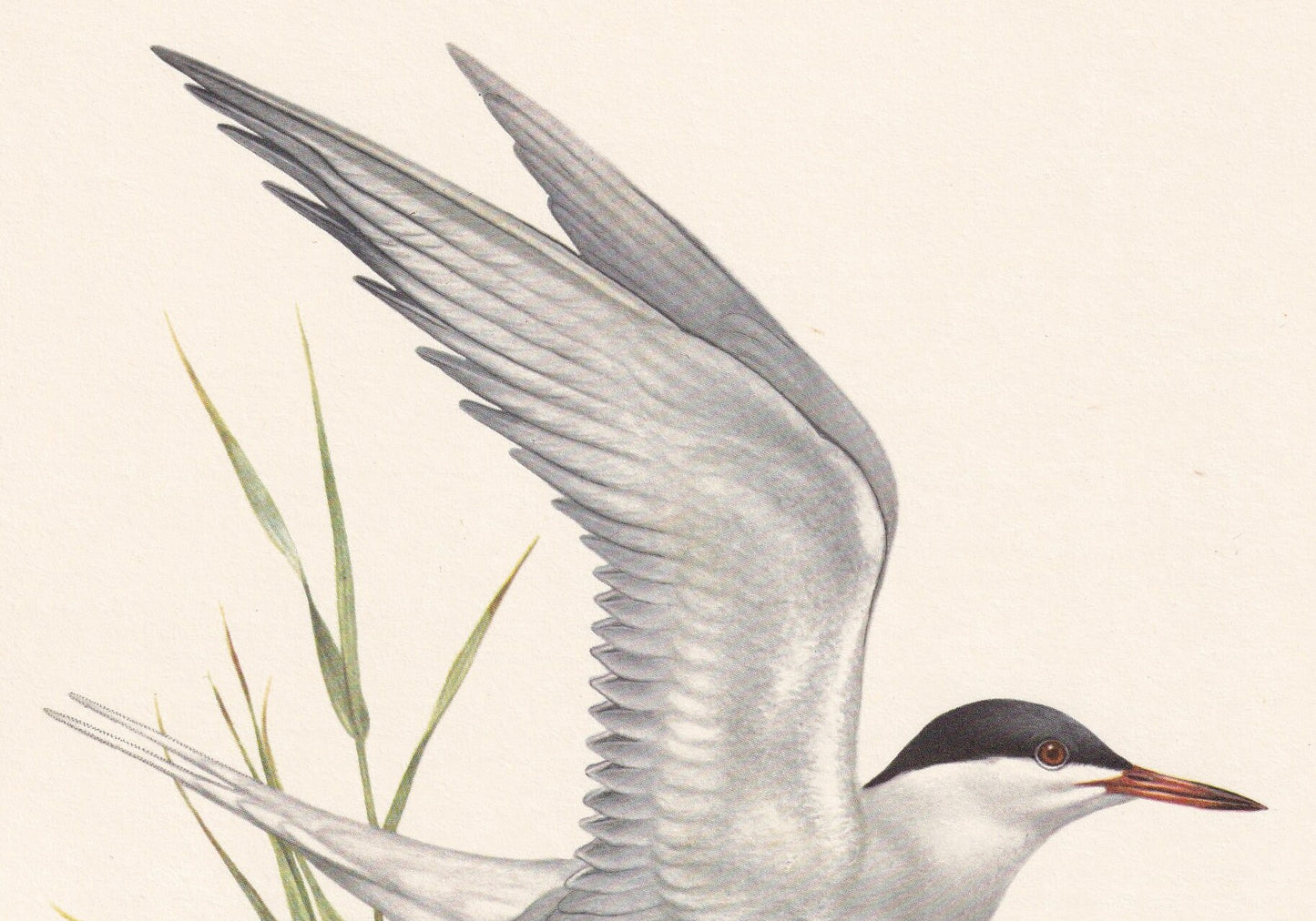 1960 COMMON TERN Bird Print - Vintage Bird Print - Bird Illustration - Bird Wall Art - Bird Decor - 7.5 x 10.6 Inches
