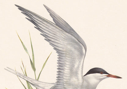 1960 COMMON TERN Bird Print - Vintage Bird Print - Bird Illustration - Bird Wall Art - Bird Decor - 7.5 x 10.6 Inches