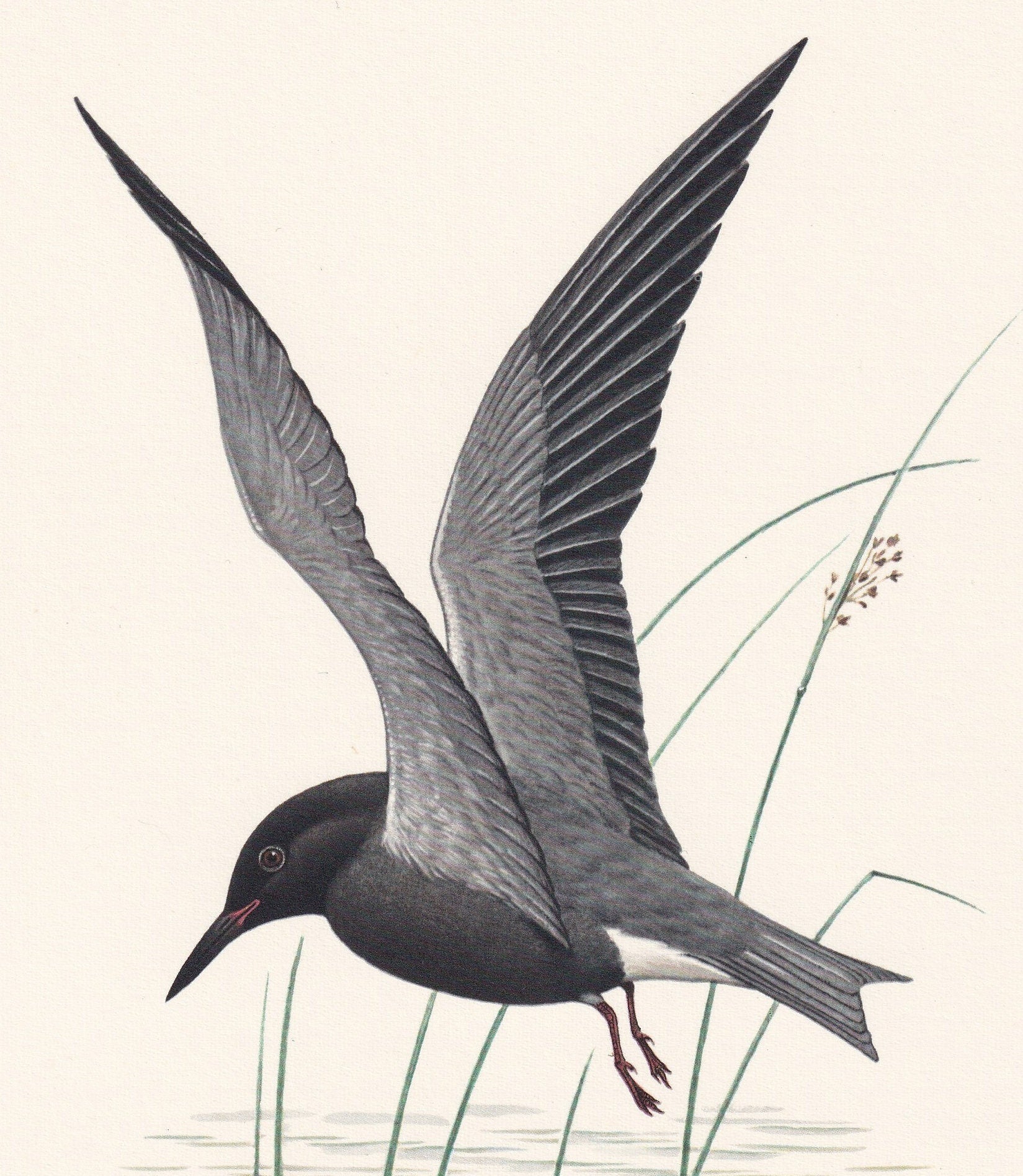 1960 BLACK TERN Bird Print - Vintage Bird Print - Bird Illustration - Bird Wall Art - Bird Decor - 7.5 x 10.6 Inches