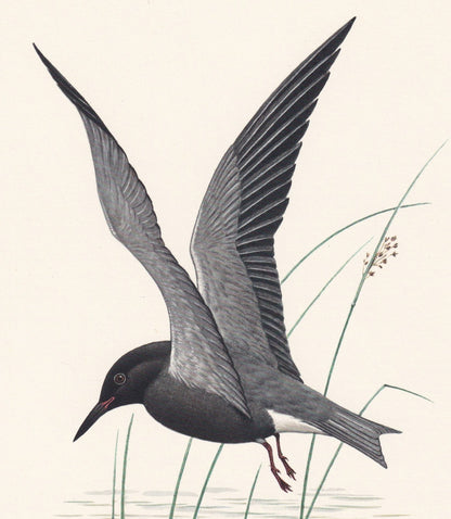 1960 BLACK TERN Bird Print - Vintage Bird Print - Bird Illustration - Bird Wall Art - Bird Decor - 7.5 x 10.6 Inches