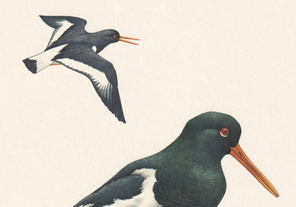 1960 EURASIAN OYSTERCATCHER Bird Print - Vintage Bird Print - Bird Illustration - Bird Wall Art - Bird Decor - 7.5 x 10.6 Inches
