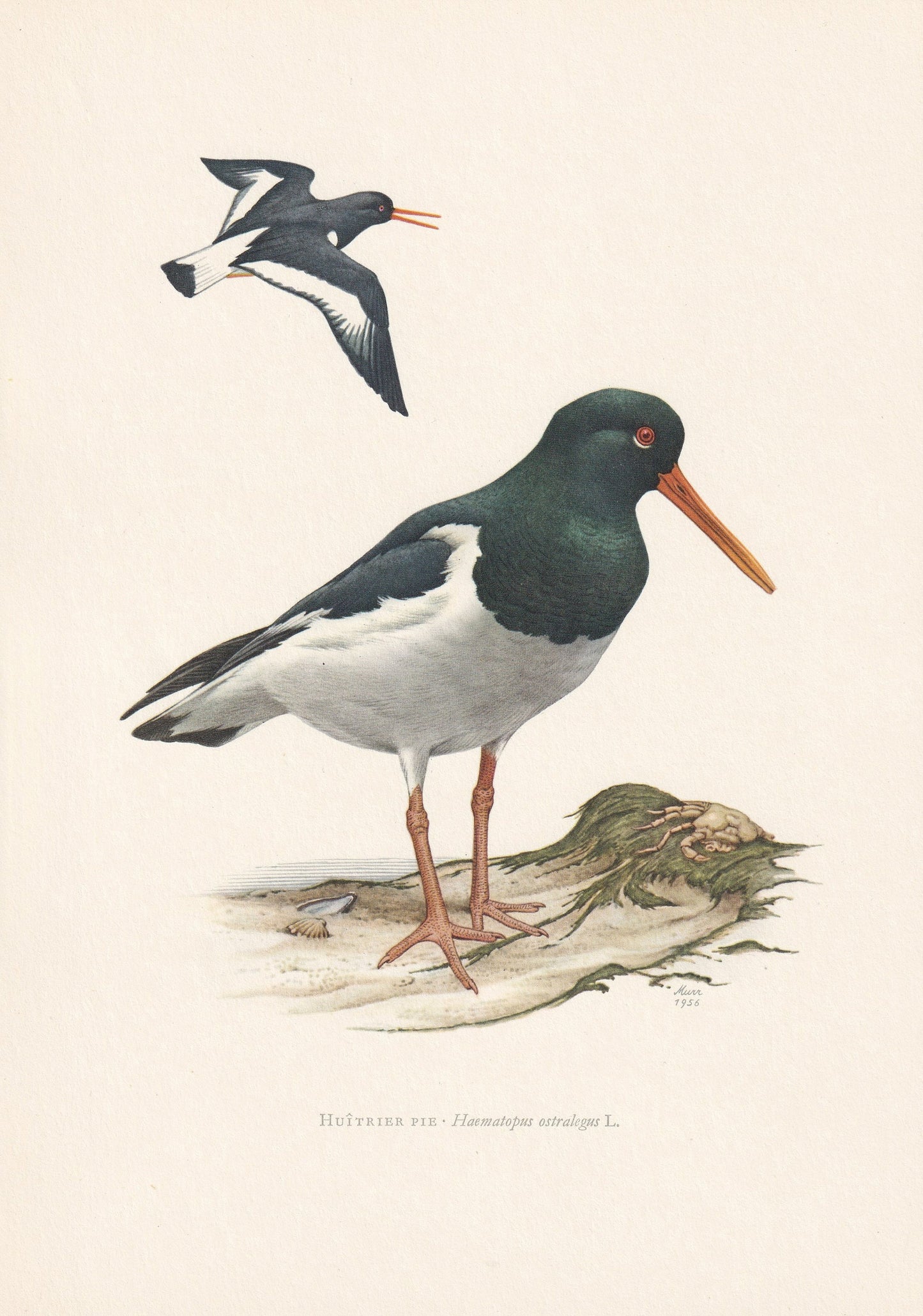 1960 EURASIAN OYSTERCATCHER Bird Print - Vintage Bird Print - Bird Illustration - Bird Wall Art - Bird Decor - 7.5 x 10.6 Inc