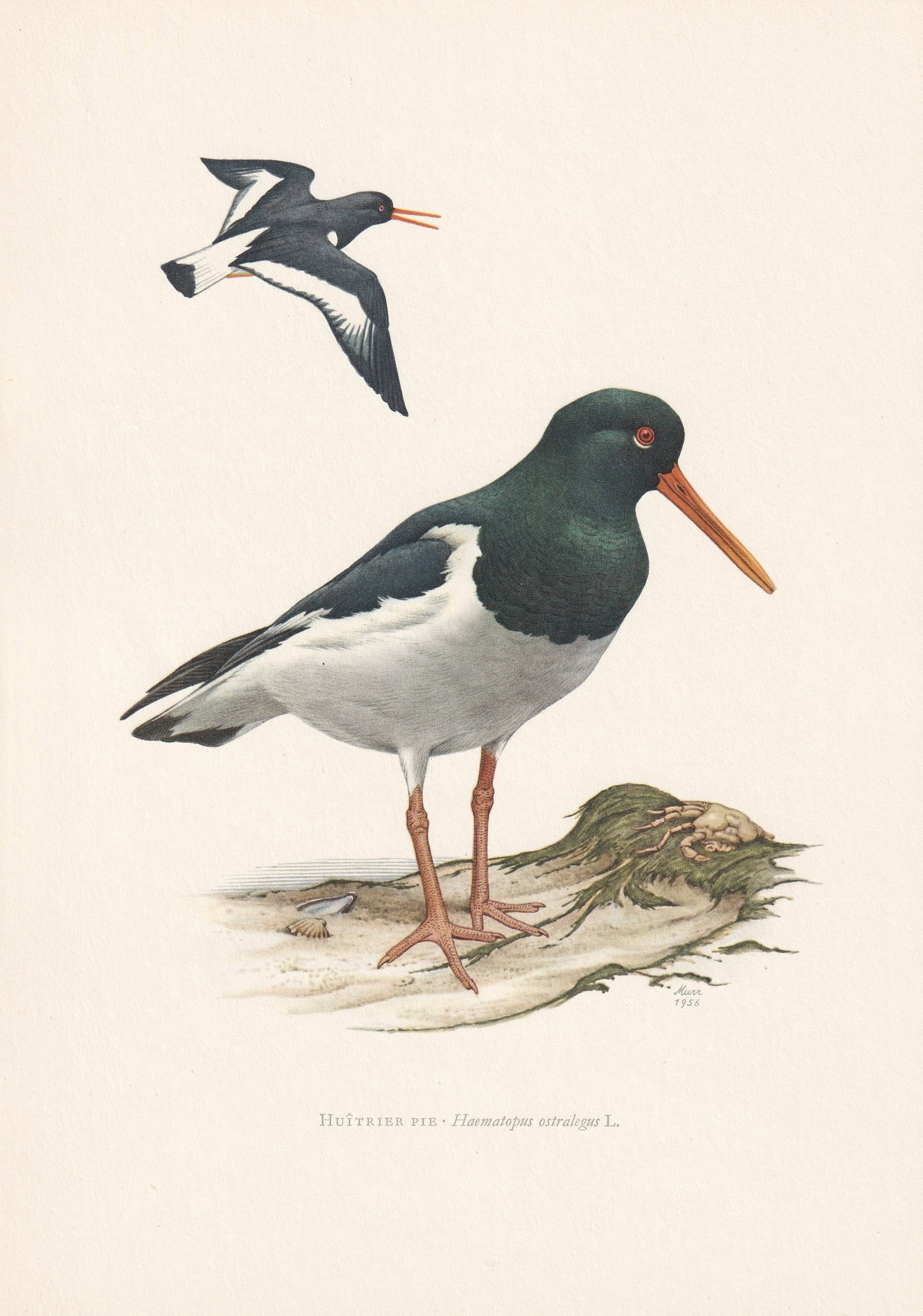 1960 EURASIAN OYSTERCATCHER Bird Print - Vintage Bird Print - Bird Illustration - Bird Wall Art - Bird Decor - 7.5 x 10.6 Inc