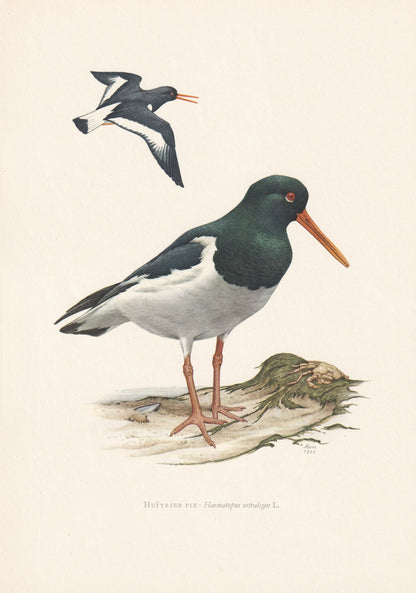 1960 EURASIAN OYSTERCATCHER Bird Print - Vintage Bird Print - Bird Illustration - Bird Wall Art - Bird Decor - 7.5 x 10.6 Inc