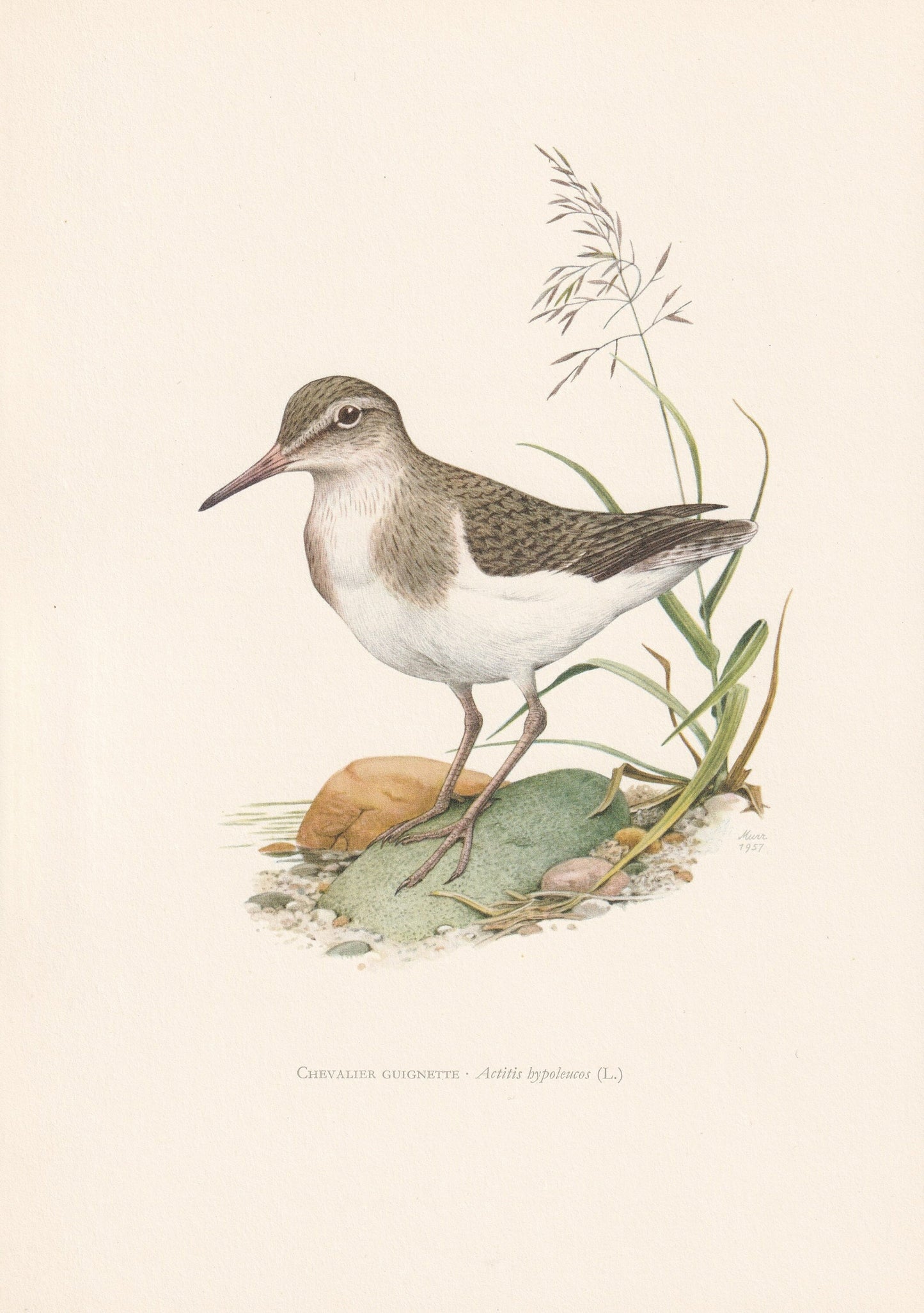 1960 COMMON SANDPIPER Bird Print - Vintage Bird Print - Bird Illustration - Bird Wall Art - Bird Decor - 7.5 x 10.6 Inches