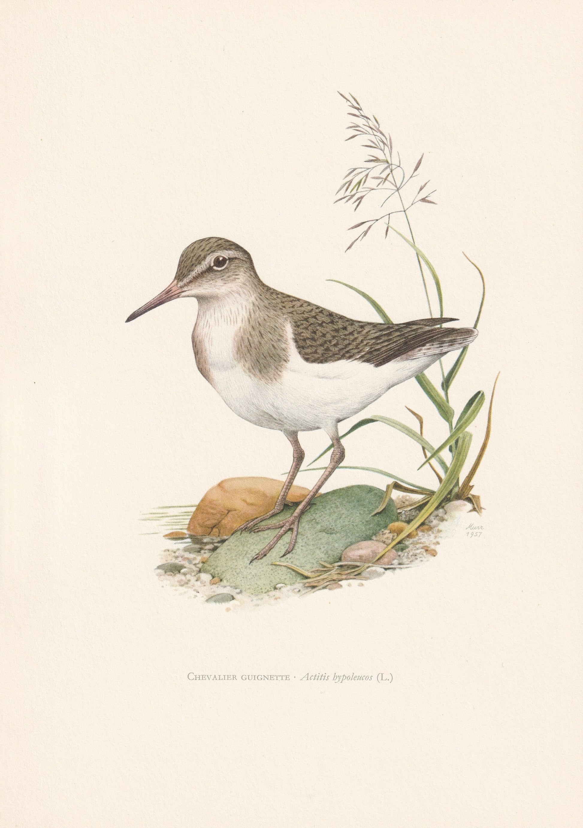 1960 COMMON SANDPIPER Bird Print - Vintage Bird Print - Bird Illustration - Bird Wall Art - Bird Decor - 7.5 x 10.6 Inches