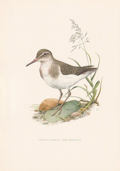 1960 COMMON SANDPIPER Bird Print - Vintage Bird Print - Bird Illustration - Bird Wall Art - Bird Decor - 7.5 x 10.6 Inches