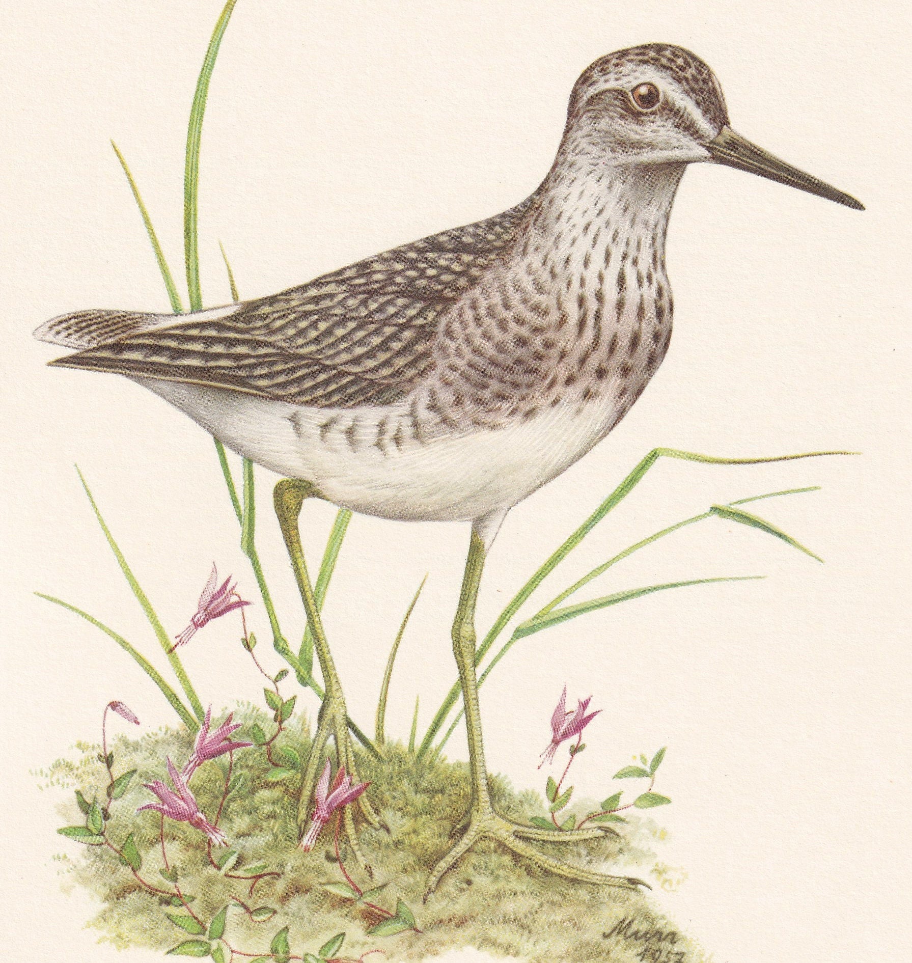 1960 WOOD SANDPIPER Bird Print - Vintage Bird Print - Bird Illustration - Bird Wall Art - Bird Decor - 7.5 x 10.6 Inches