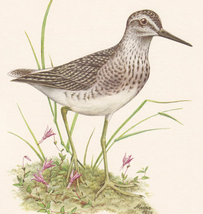 1960 WOOD SANDPIPER Bird Print - Vintage Bird Print - Bird Illustration - Bird Wall Art - Bird Decor - 7.5 x 10.6 Inches