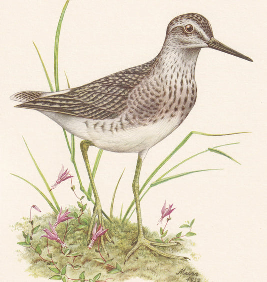 1960 WOOD SANDPIPER Bird Print - Vintage Bird Print - Bird Illustration - Bird Wall Art - Bird Decor - 7.5 x 10.6 Inches