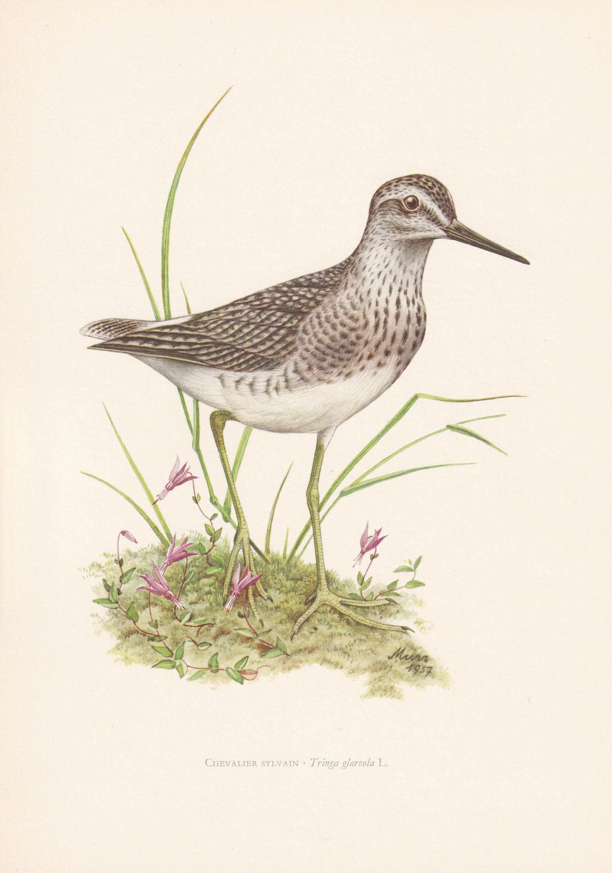 1960 WOOD SANDPIPER Bird Print - Vintage Bird Print - Bird Illustration - Bird Wall Art - Bird Decor - 7.5 x 10.6 Inches