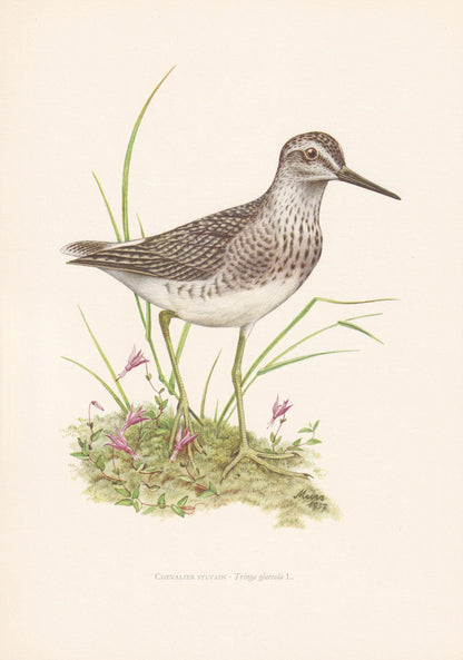 1960 WOOD SANDPIPER Bird Print - Vintage Bird Print - Bird Illustration - Bird Wall Art - Bird Decor - 7.5 x 10.6 Inches