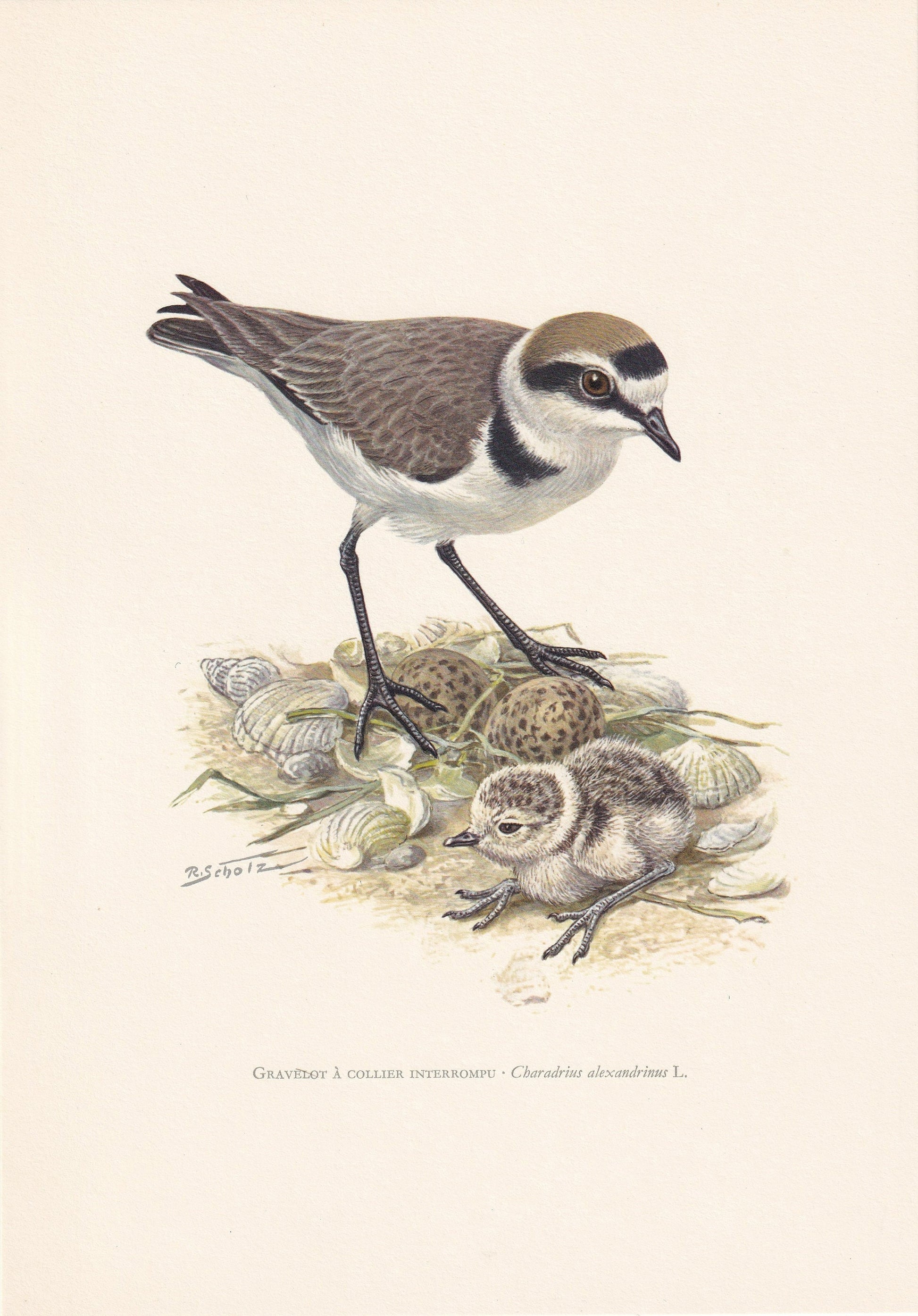 1960 KENTISH PLOVER Bird Print - Vintage Bird Print - Bird Illustration - Bird Wall Art - Bird Decor - 7.5 x 10.6 Inches