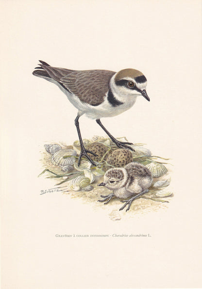 1960 KENTISH PLOVER Bird Print - Vintage Bird Print - Bird Illustration - Bird Wall Art - Bird Decor - 7.5 x 10.6 Inches