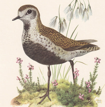 1960 GOLDEN PLOVER Bird Print - Vintage Bird Print - Bird Illustration - Bird Wall Art - Bird Decor - 7.5 x 10.6 Inches