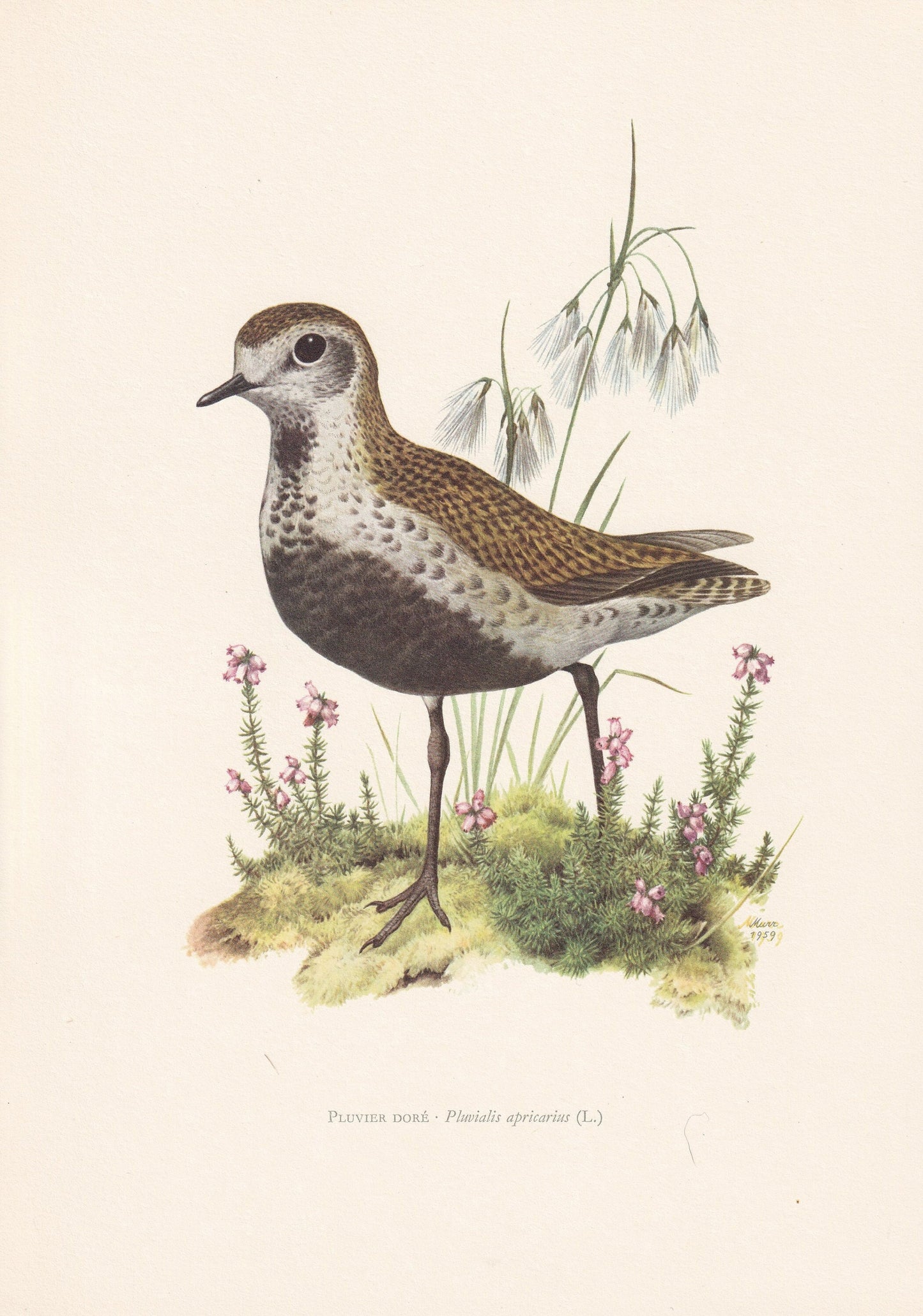 1960 GOLDEN PLOVER Bird Print - Vintage Bird Print - Bird Illustration - Bird Wall Art - Bird Decor - 7.5 x 10.6 Inches