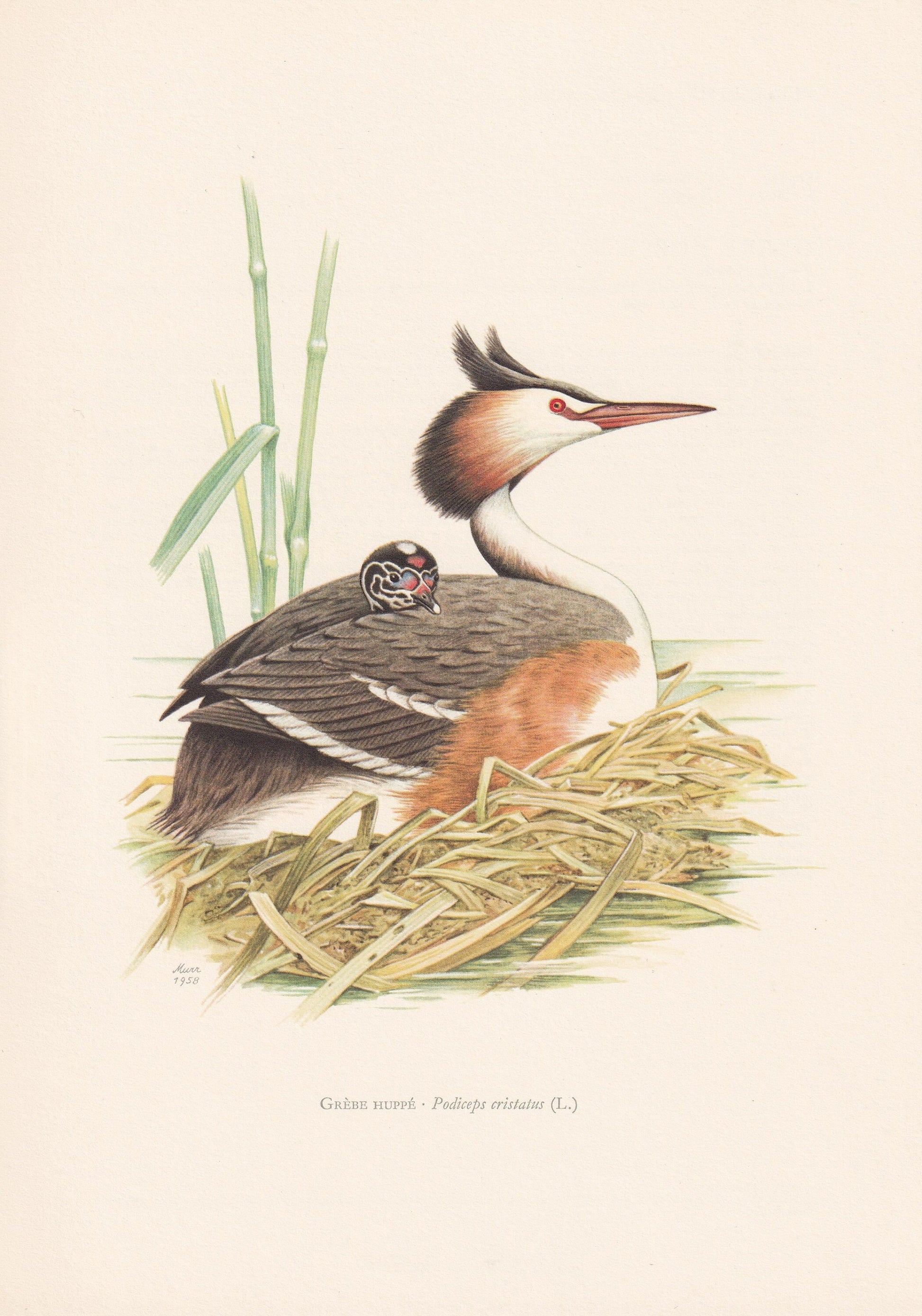 1960 GREAT CRESTED GREBE Bird Print - Vintage Bird Print - Bird Illustration - Bird Wall Art - Bird Decor - 7.5 x 10.6 Inches
