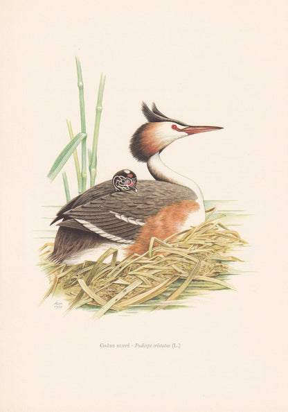 1960 GREAT CRESTED GREBE Bird Print - Vintage Bird Print - Bird Illustration - Bird Wall Art - Bird Decor - 7.5 x 10.6 Inches