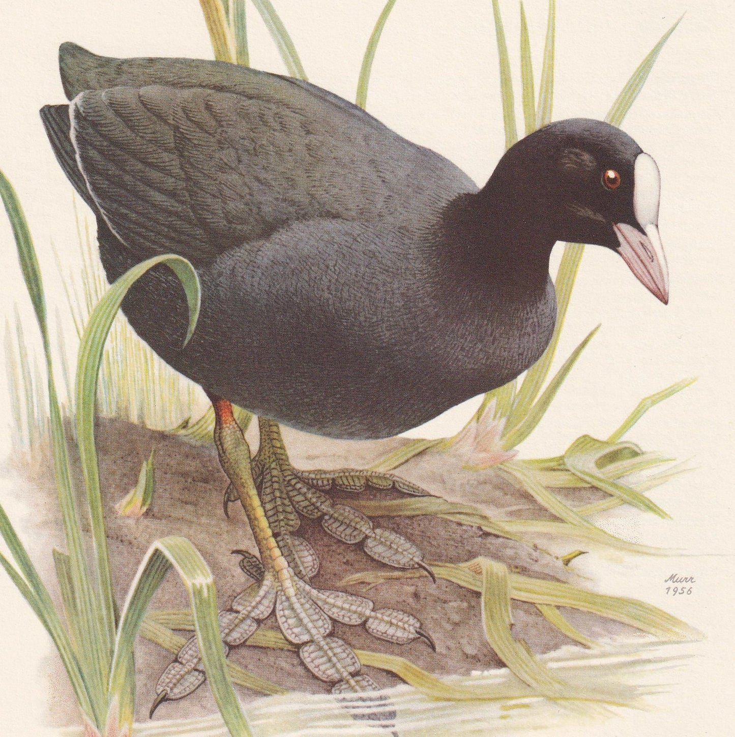 1960 COOT Bird Print - Vintage Bird Print - Bird Illustration - Bird Wall Art - Bird Decor - 7.5 x 10.6 Inches