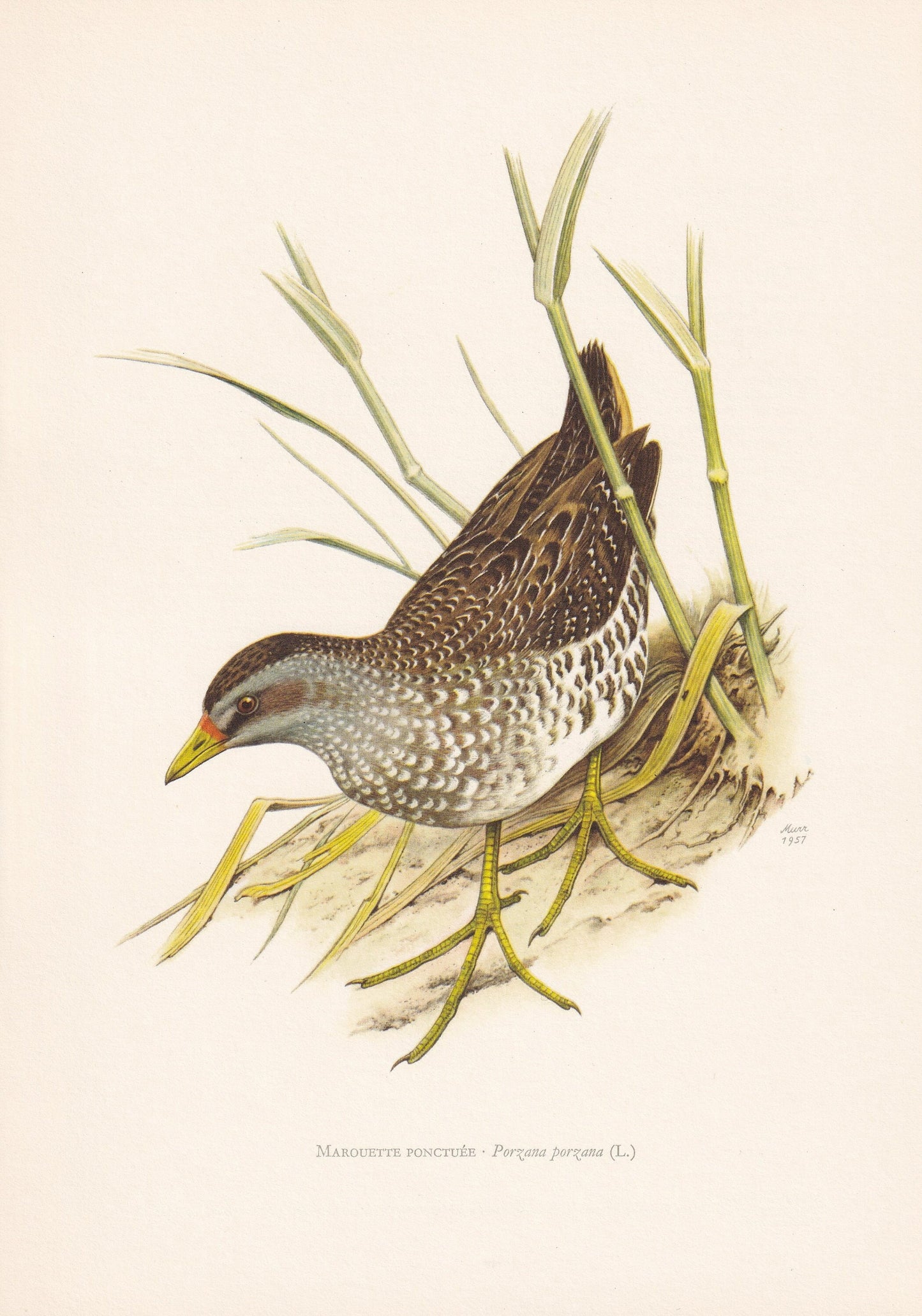 1960 SPOTTED CRAKE Bird Print - Vintage Bird Print - Bird Illustration - Bird Wall Art - Bird Decor - 7.5 x 10.6 Inches