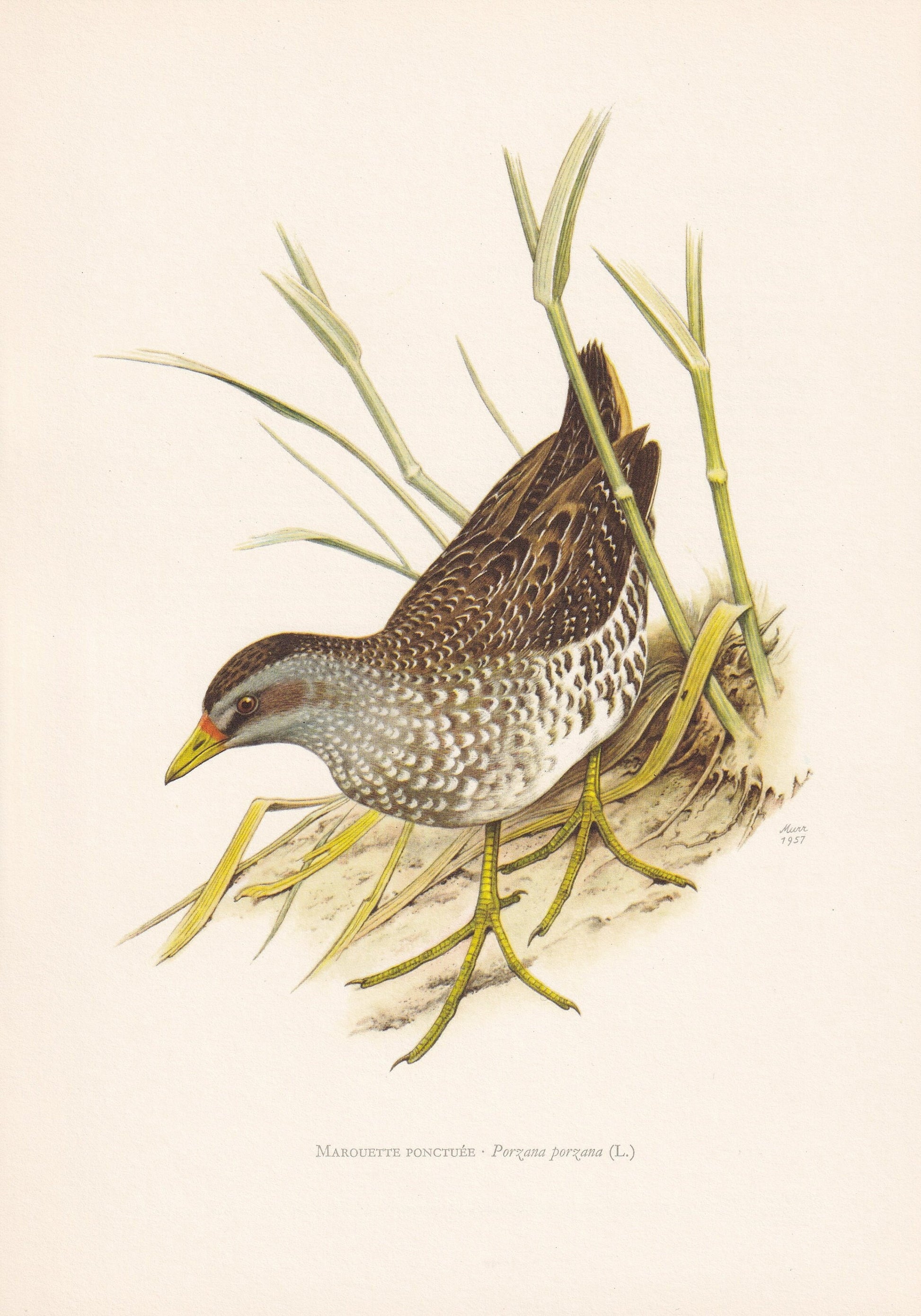 1960 SPOTTED CRAKE Bird Print - Vintage Bird Print - Bird Illustration - Bird Wall Art - Bird Decor - 7.5 x 10.6 Inches