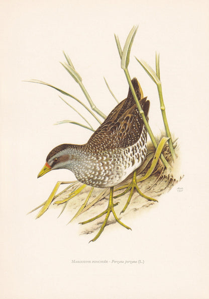 1960 SPOTTED CRAKE Bird Print - Vintage Bird Print - Bird Illustration - Bird Wall Art - Bird Decor - 7.5 x 10.6 Inches
