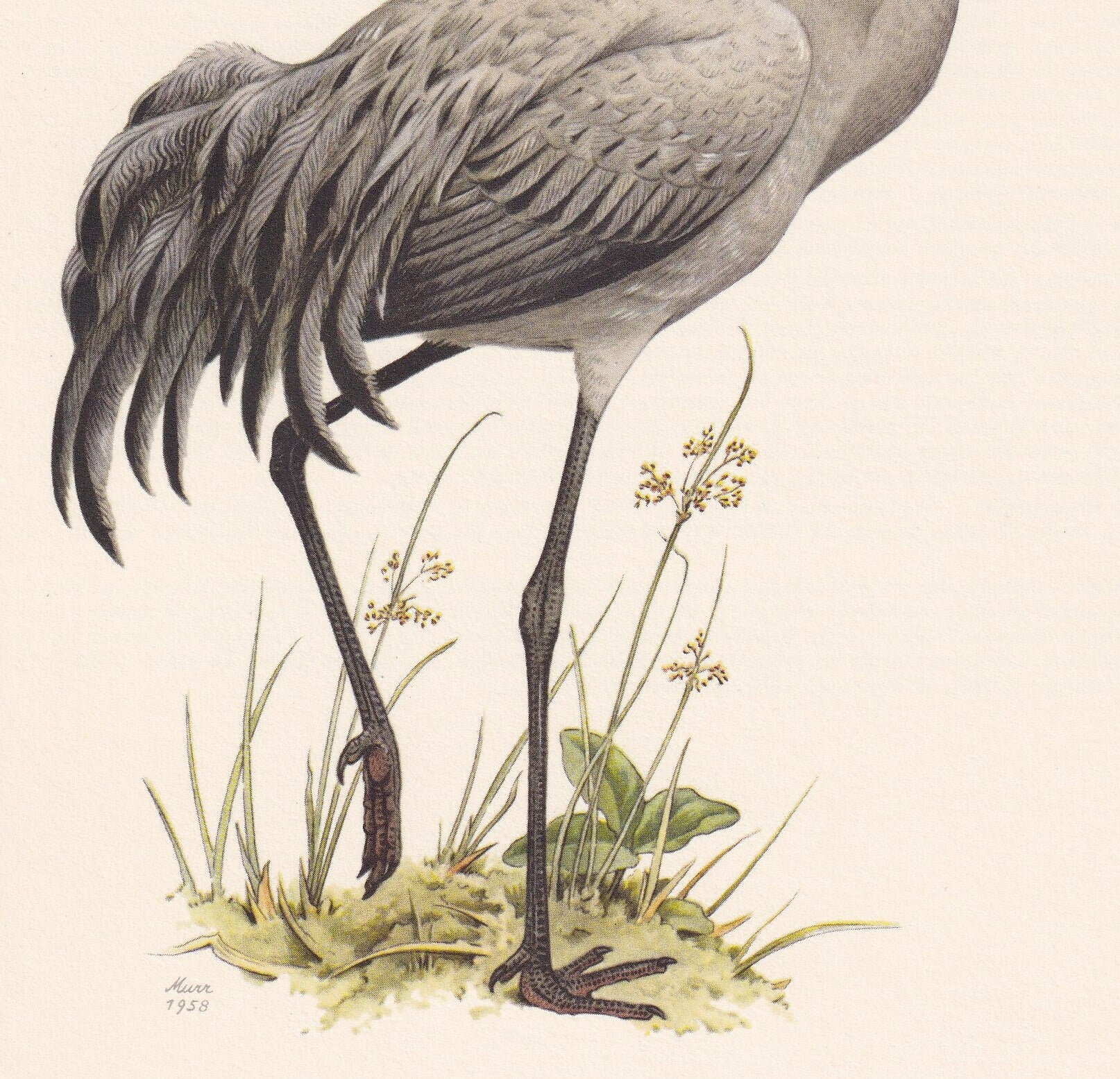 1960 COMMON CRANE Bird Print - Vintage Bird Print - Bird Illustration - Bird Wall Art - Bird Decor - 7.5 x 10.6 Inches