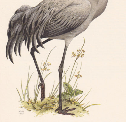 1960 COMMON CRANE Bird Print - Vintage Bird Print - Bird Illustration - Bird Wall Art - Bird Decor - 7.5 x 10.6 Inches