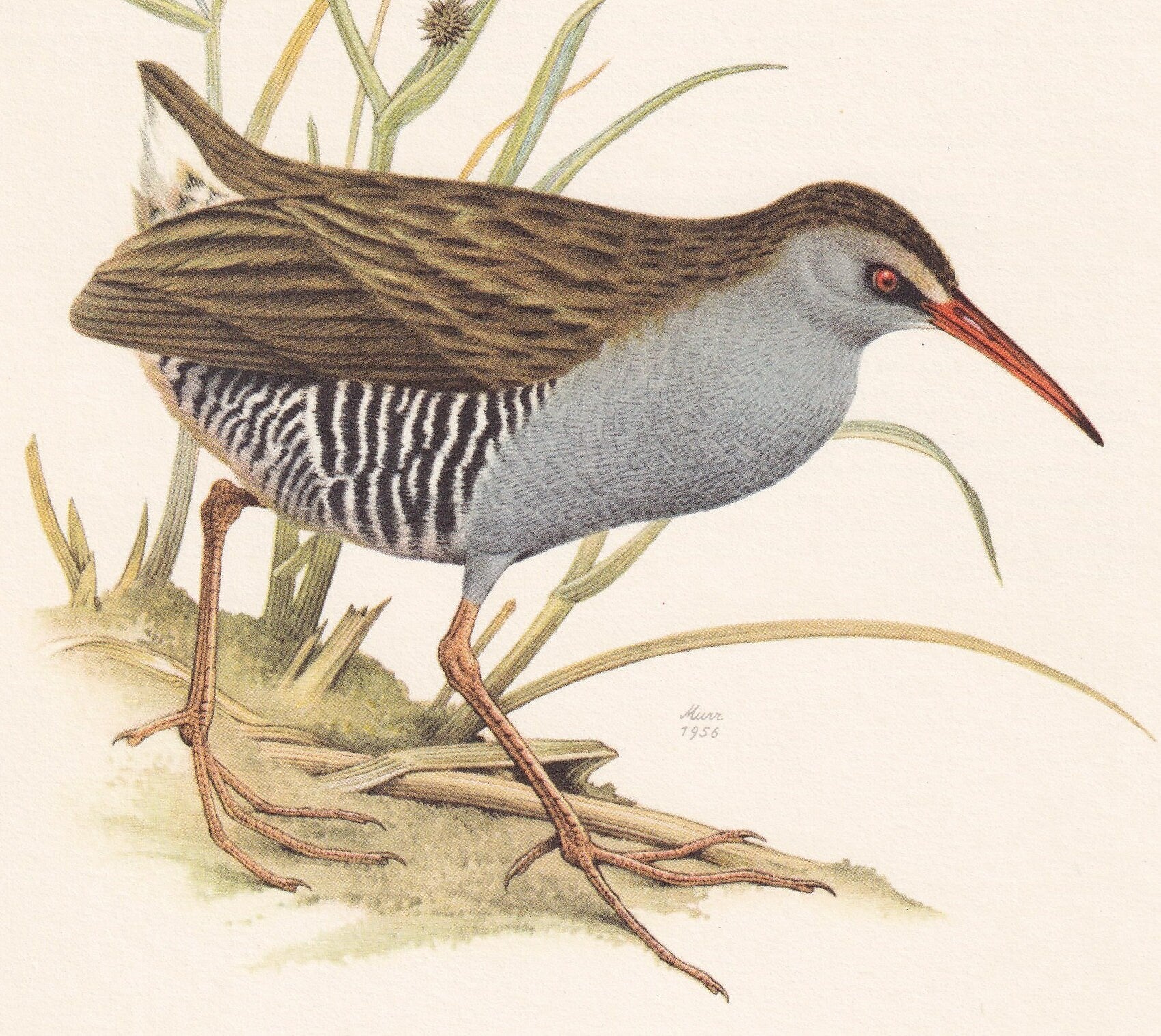 1960 WATER RAIL Bird Print - Vintage Bird Print - Bird Illustration - Bird Wall Art - Bird Decor - 7.5 x 10.6 Inches