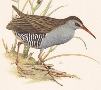 1960 WATER RAIL Bird Print - Vintage Bird Print - Bird Illustration - Bird Wall Art - Bird Decor - 7.5 x 10.6 Inches