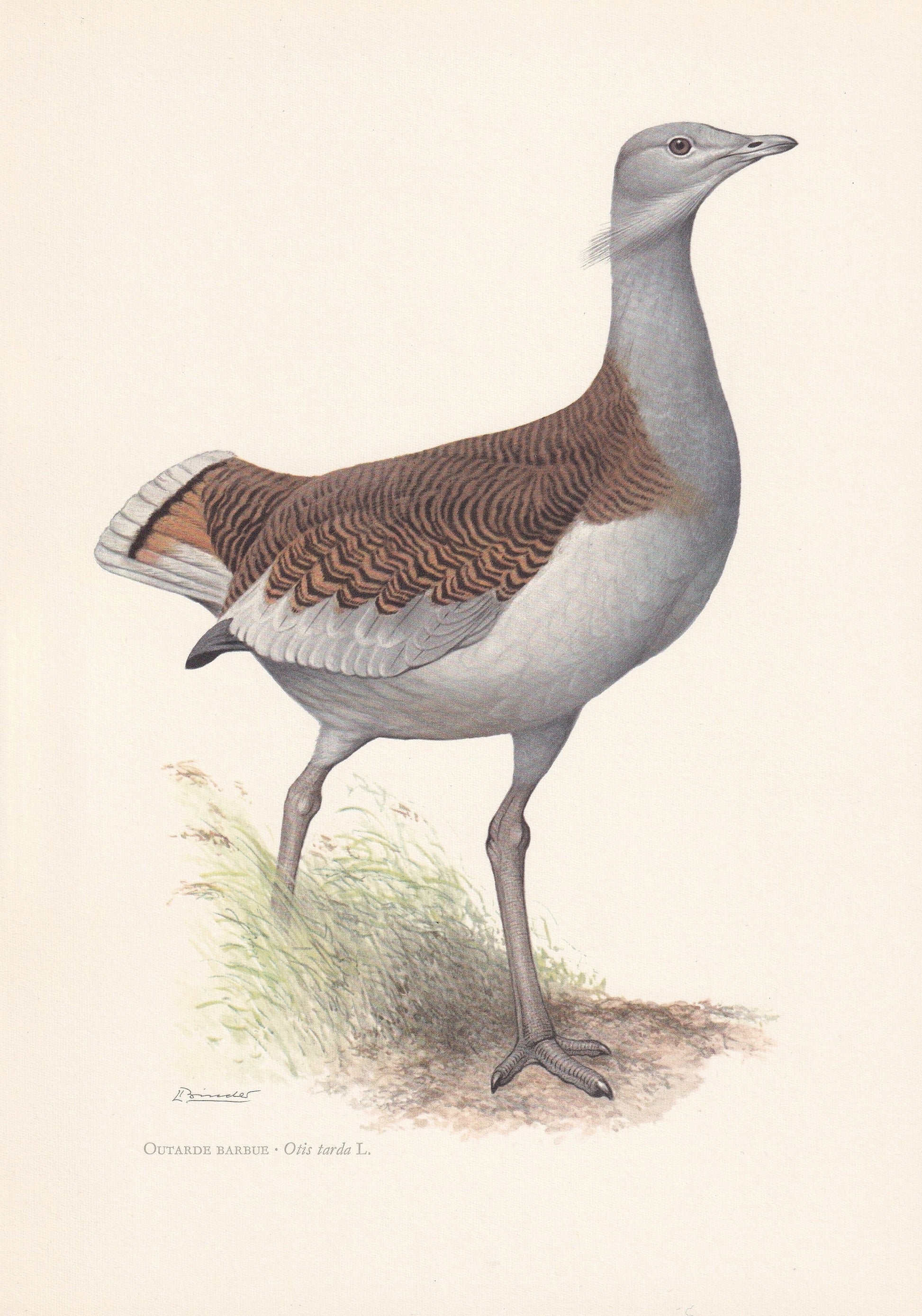 1960 GREAT BUSTARD Bird Print - Vintage Bird Print - Bird Illustration - Bird Wall Art - Bird Decor - 7.5 x 10.6 Inches