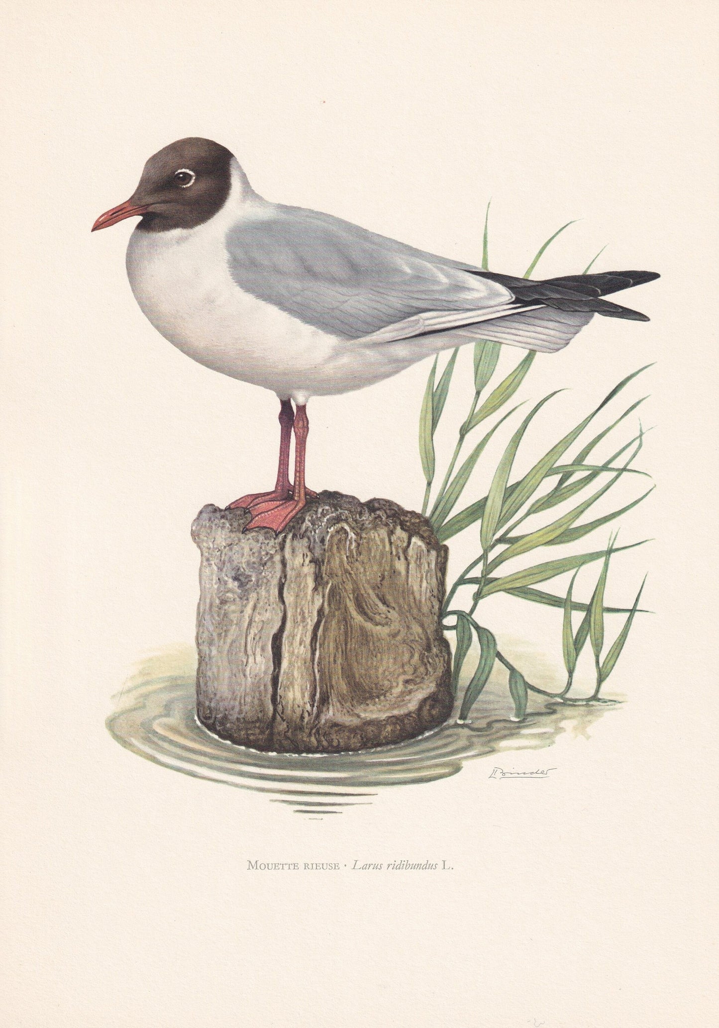1960 BLACK-HEADED GULL Bird Print - Vintage Bird Print - Bird Illustration - Bird Wall Art - Bird Decor - 7.5 x 10.6 Inches