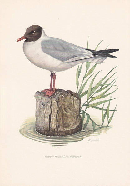 1960 BLACK-HEADED GULL Bird Print - Vintage Bird Print - Bird Illustration - Bird Wall Art - Bird Decor - 7.5 x 10.6 Inches