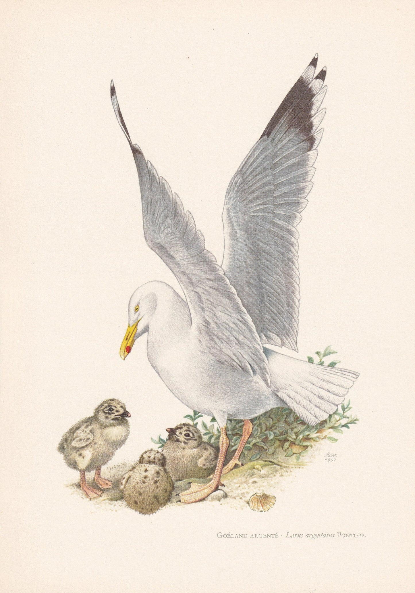 1960 HERRING GULL Bird Print - Vintage Bird Print - Bird Illustration - Bird Wall Art - Bird Decor - 7.5 x 10.6 Inches