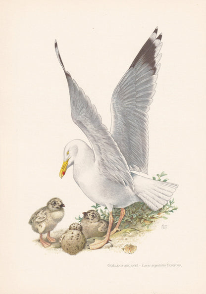 1960 HERRING GULL Bird Print - Vintage Bird Print - Bird Illustration - Bird Wall Art - Bird Decor - 7.5 x 10.6 Inches