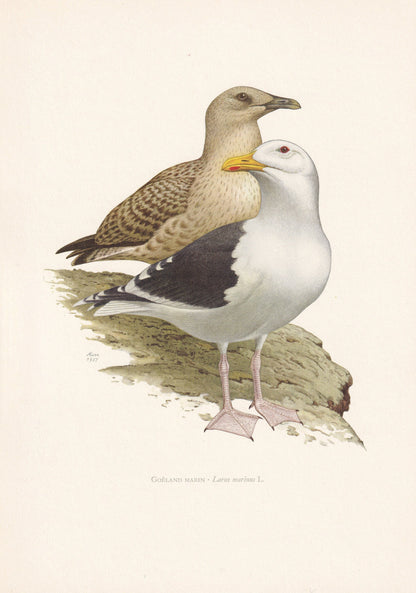 1960 BLACK-BACKED GULL Bird Print - Vintage Bird Print - Bird Illustration - Bird Wall Art - Bird Decor - 7.5 x 10.6 Inches