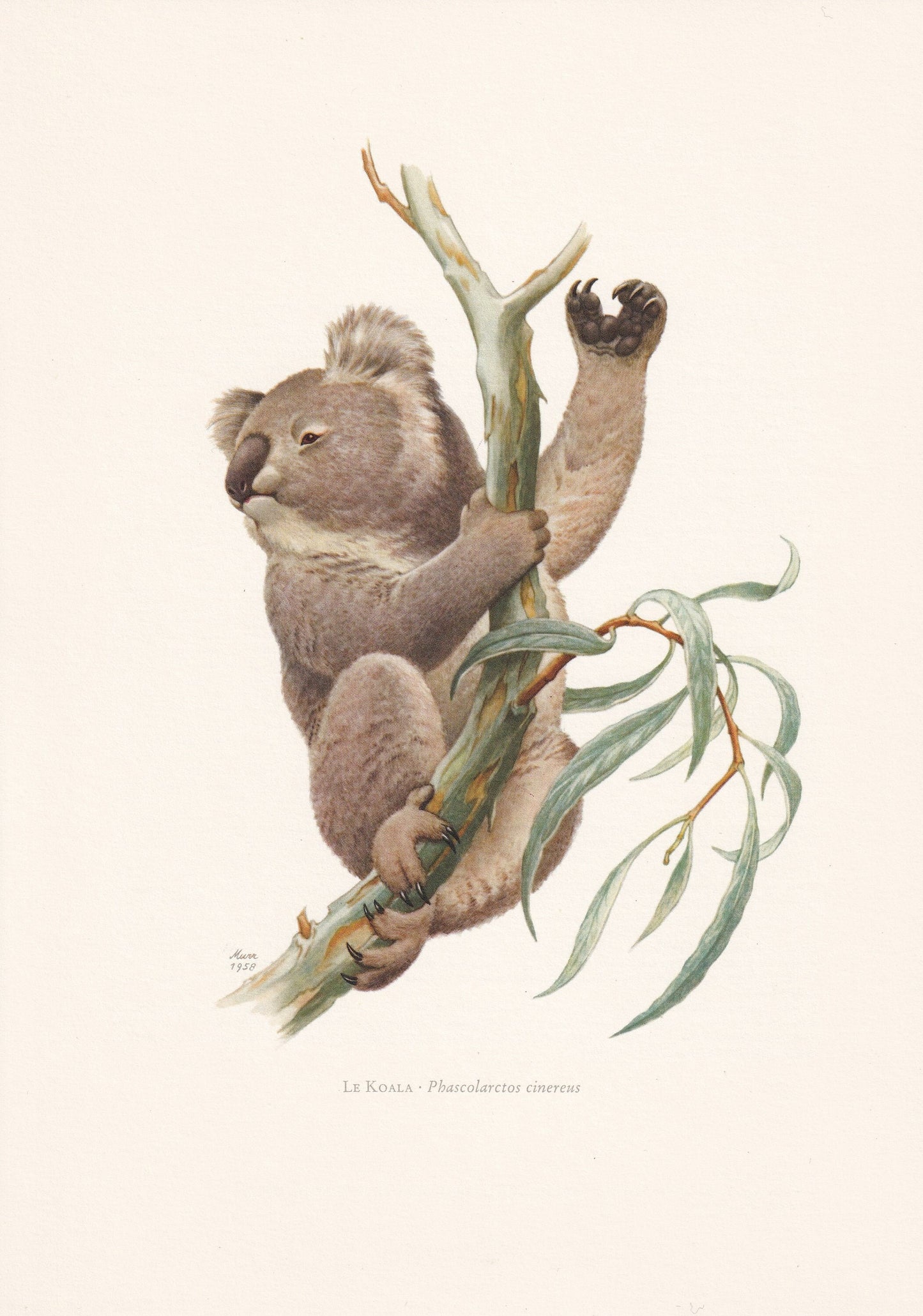 1960 KOALA Print - Vintage Animal Print - Animal Illustration - Animal Wall Art - Vintage Marsupial Print - 7.5 x 10.6 Inches
