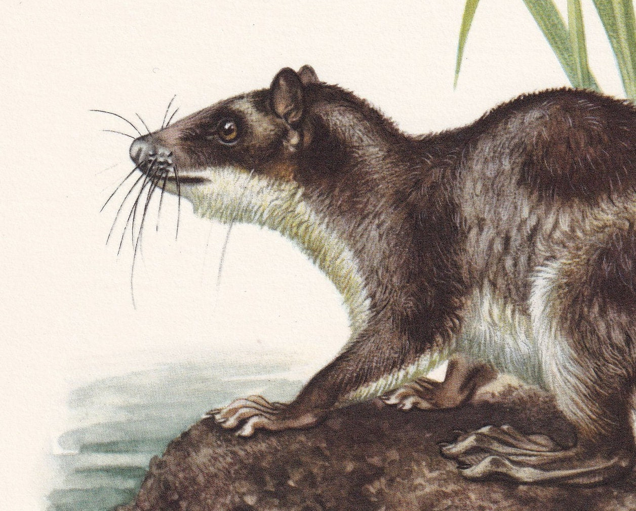 1960 WATER OPOSSUM Print - Vintage Animal Print - Animal Illustration - Animal Wall Art - Vintage Marsupial Print - 7.5 x 10.6 Inches