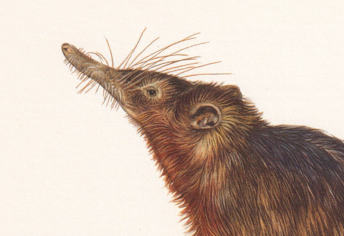 1960 HISPANIOLAN SOLENODON Print - Vintage Animal Print - Animal Illustration - Animal Wall Art - Vintage Agouta Print - 7.5 x 10.6 Inches