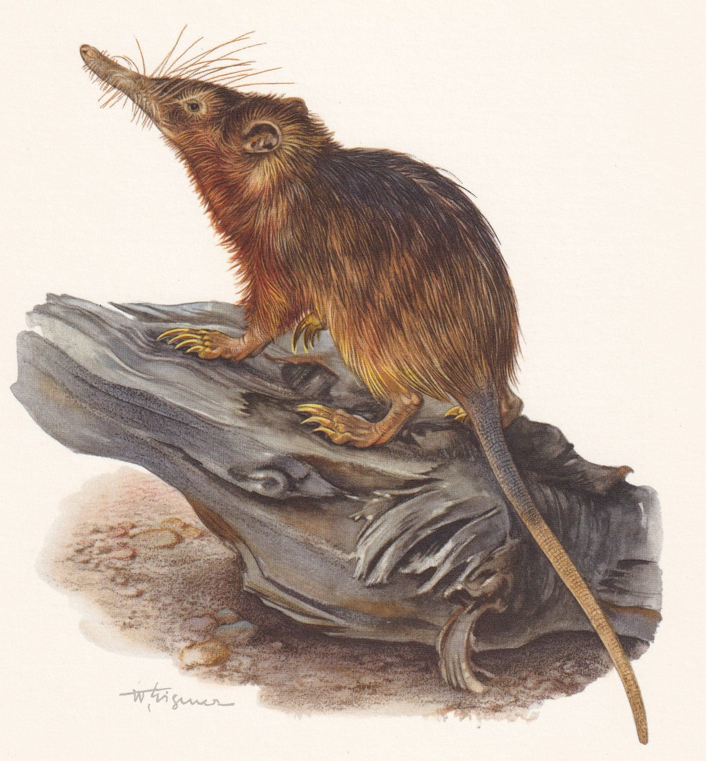 1960 HISPANIOLAN SOLENODON Print - Vintage Animal Print - Animal Illustration - Animal Wall Art - Vintage Agouta Print - 7.5 