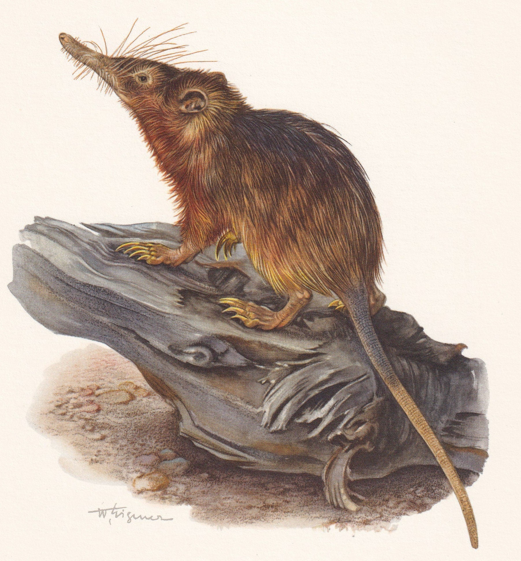 1960 HISPANIOLAN SOLENODON Print - Vintage Animal Print - Animal Illustration - Animal Wall Art - Vintage Agouta Print - 7.5 