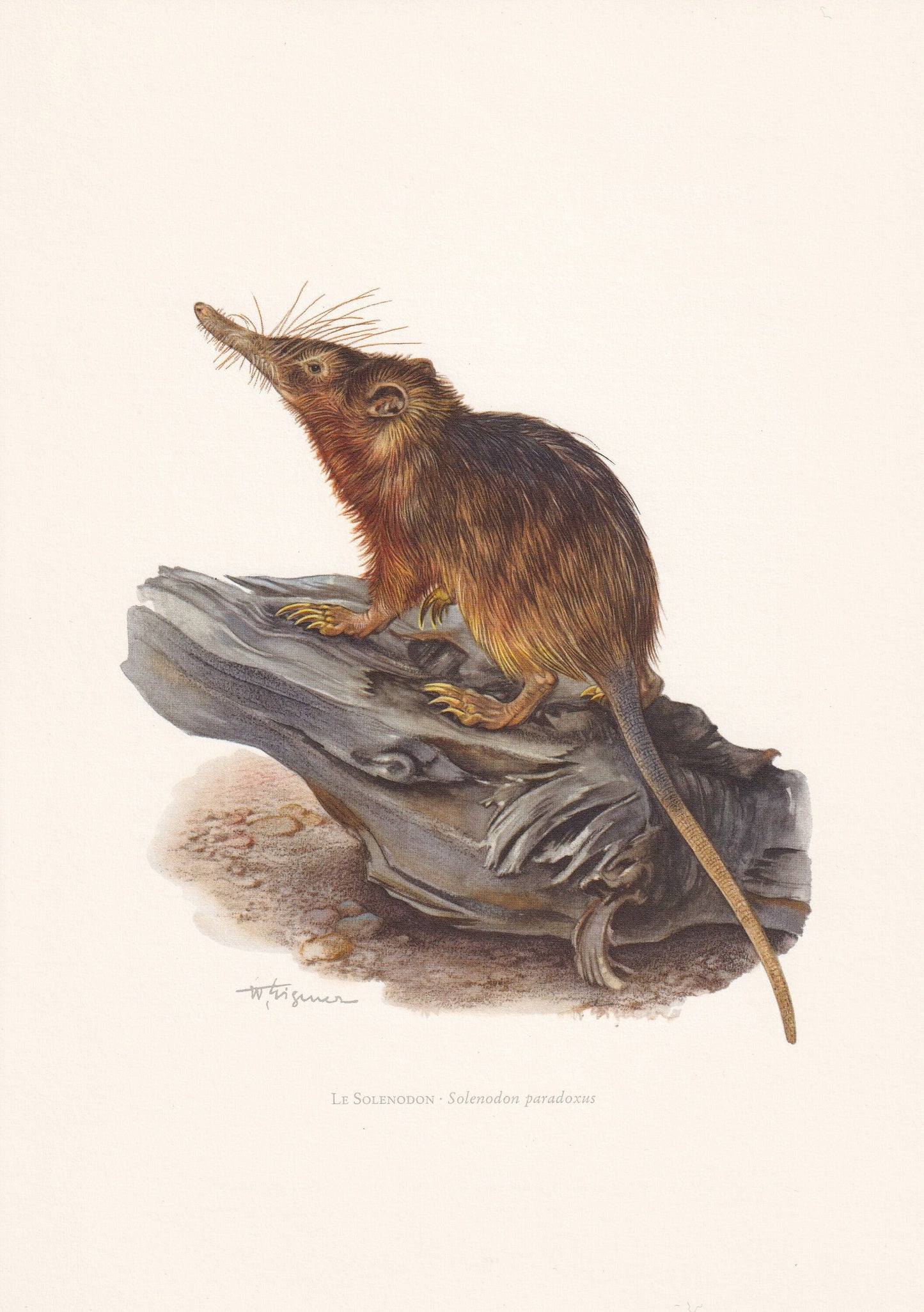 1960 HISPANIOLAN SOLENODON Print - Vintage Animal Print - Animal Illustration - Animal Wall Art - Vintage Agouta Print - 7.5 