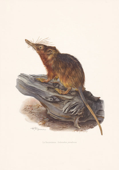 1960 HISPANIOLAN SOLENODON Print - Vintage Animal Print - Animal Illustration - Animal Wall Art - Vintage Agouta Print - 7.5 